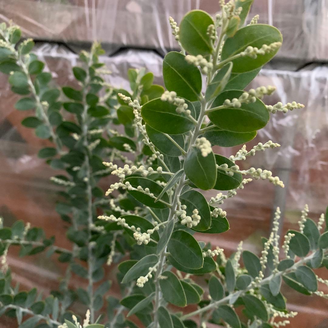 パールアカシア　樹形抜群　大量花芽つき　来春開花　大苗　ミモザ