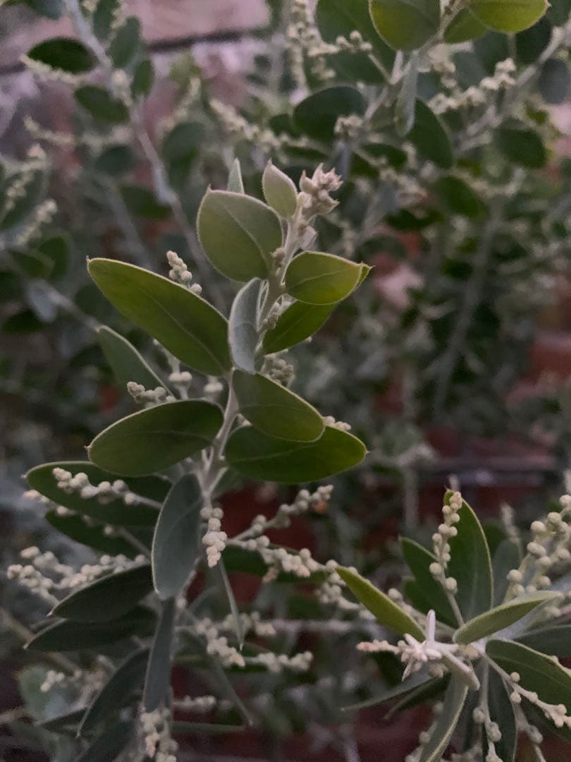 パールアカシア　樹形抜群　大量花芽つき　来春開花　大苗　ミモザ