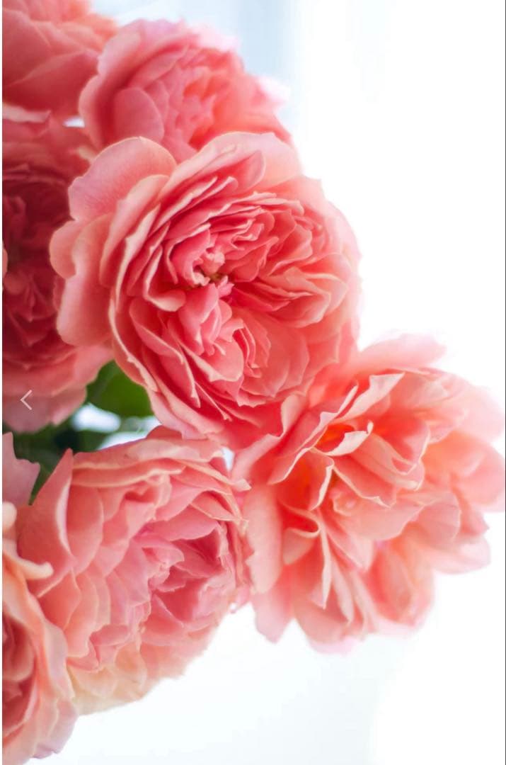 専用　和バラ　バラ苗　2苗