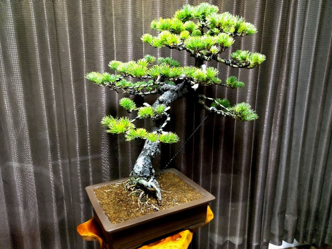 【大品 五葉松盆栽】真柏　　　　⭕吾妻五葉 (短葉)大迫力❗