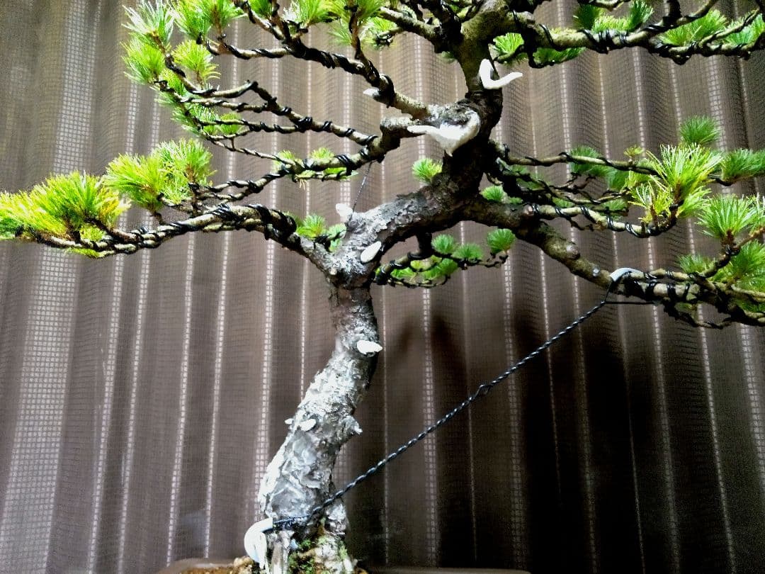 【大品 五葉松盆栽】真柏　　　　⭕吾妻五葉 (短葉)大迫力❗