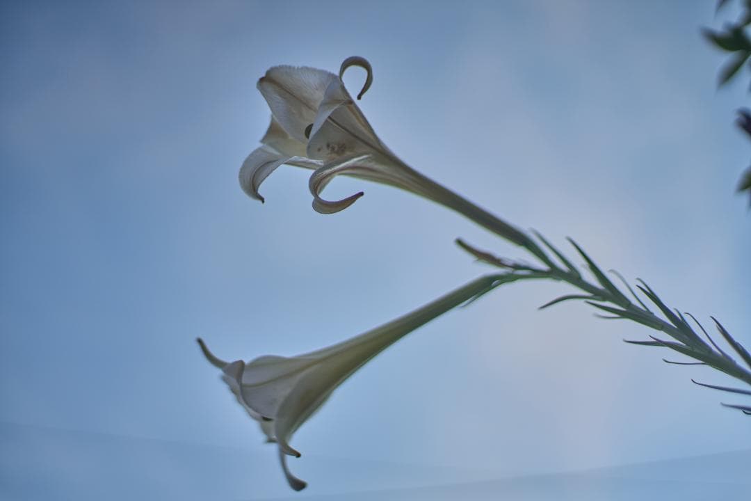 綺麗 Carl Zeiss Planar 50mm F1.7 AEJ C/Y