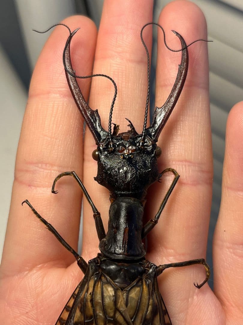 【特大】オオキバヘビトンボ オオアゴヘビトンボ 昆虫標本 標本タランチュラホーク