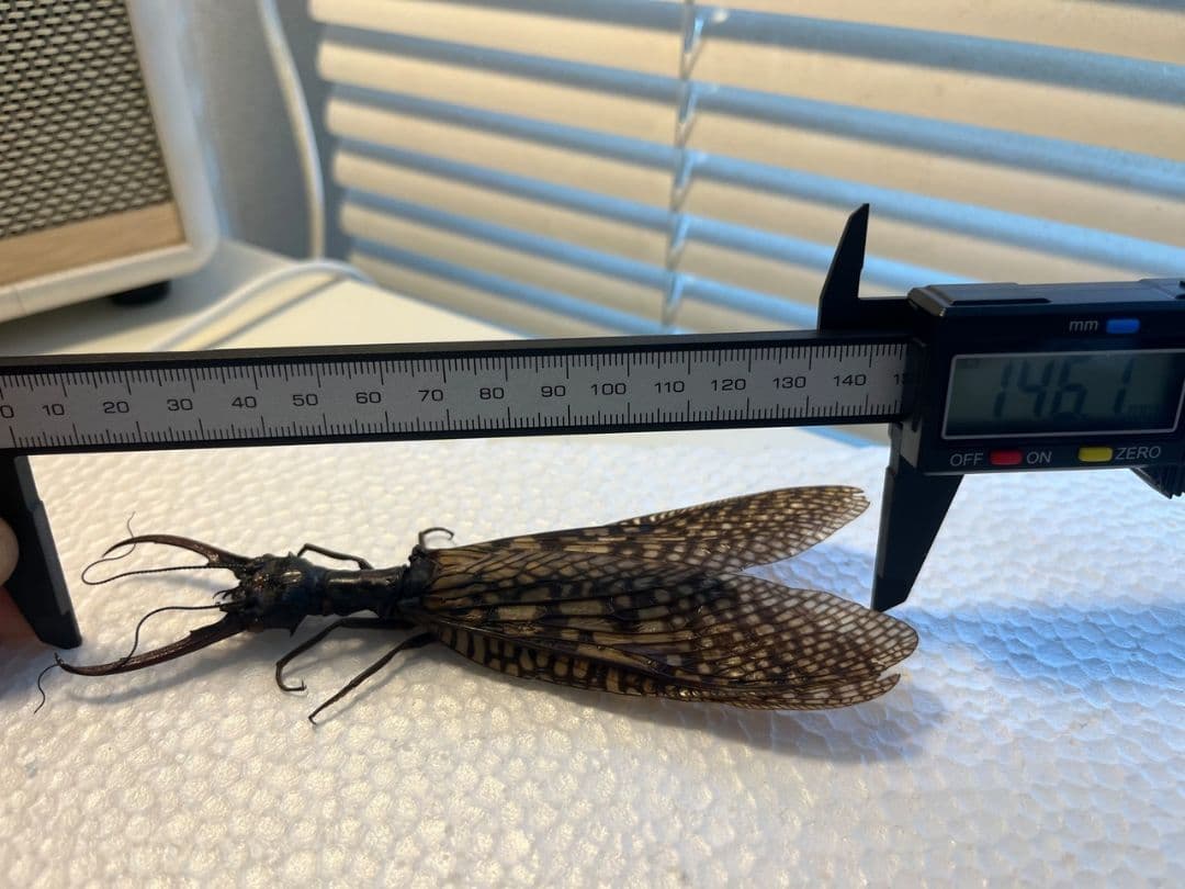 【特大】オオキバヘビトンボ オオアゴヘビトンボ 昆虫標本 標本タランチュラホーク