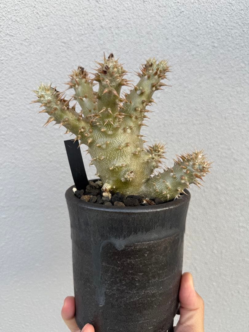 パキポディウムロスラーツム実生　発根済み　塊根植物　コーデックス