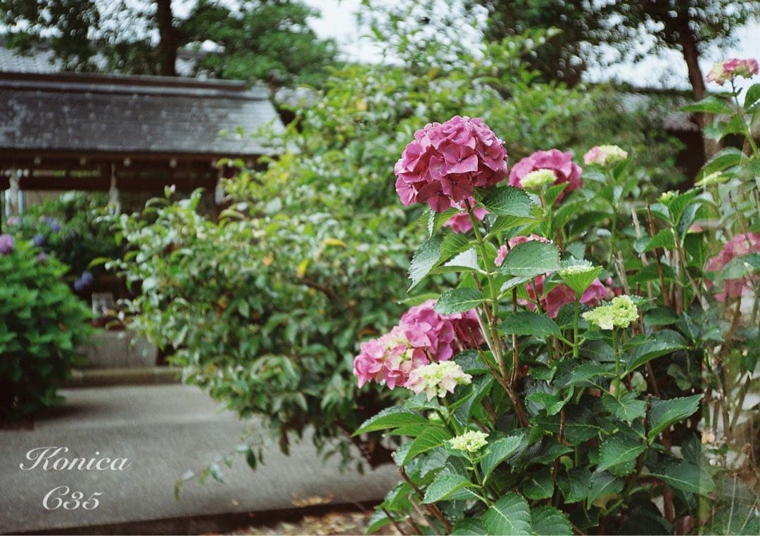 ★希少・完動品★konica c35★本革外装＊美品＊初期保証★フィルム入門に！