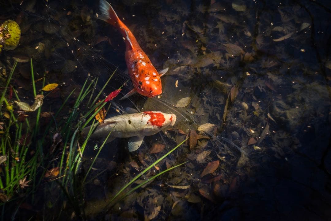 分解清掃済 Helios-44-2 58mm f2 ぐるぐるボケ 8