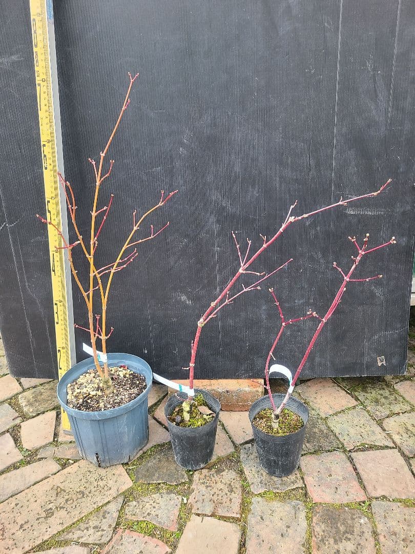 もみじ 接木苗 3本セット｜秋華・竜松院・大勇｜計3株 まとめ売り｜コレクション