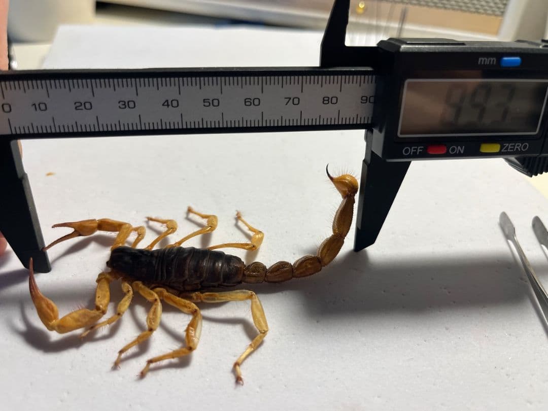 【蠍標本】Hottentotta属のキョクトウサソリ？or デザートヘアリー