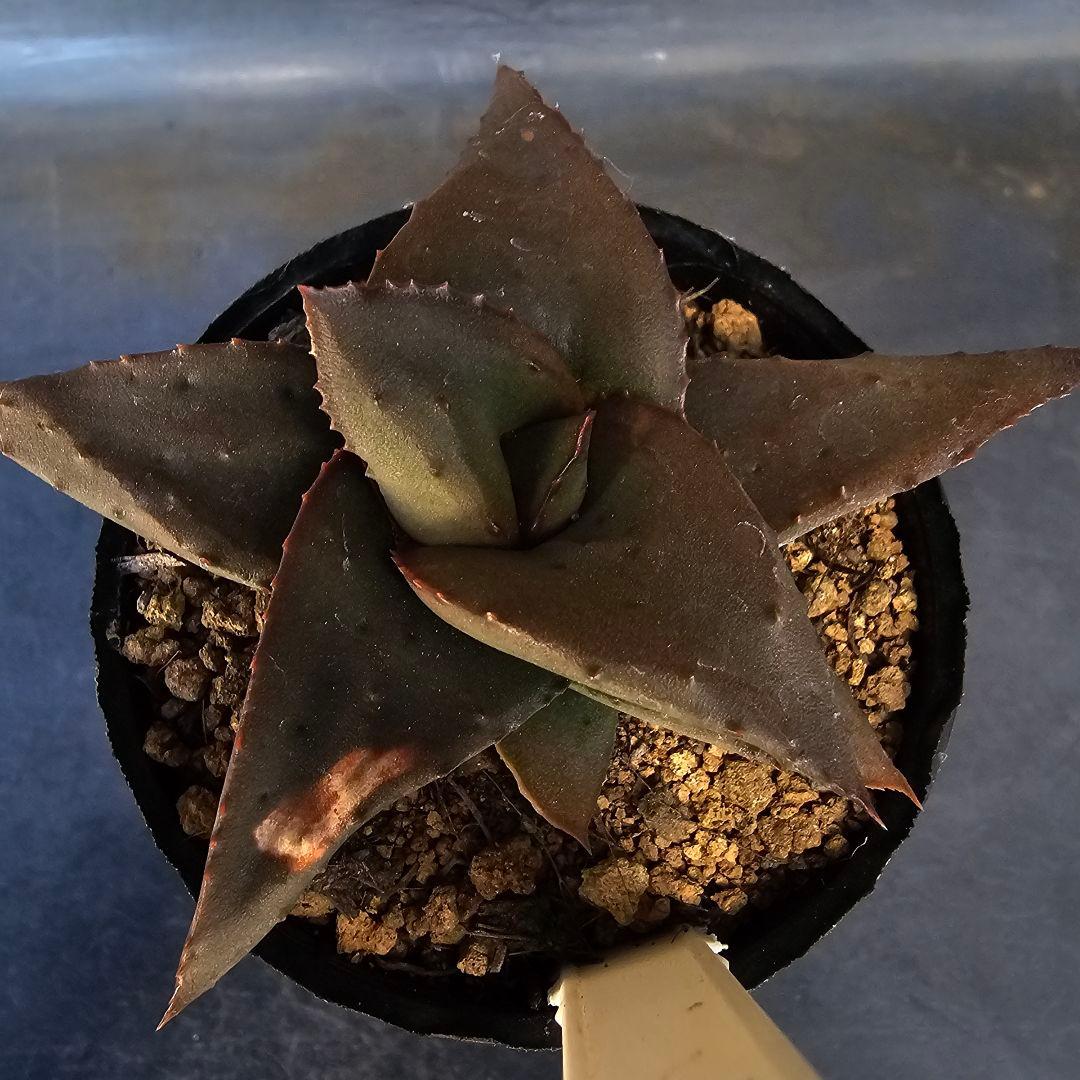 メルカリ便発送&ロウルサンコさんラベル付き☆地雷蛙(ジライア)