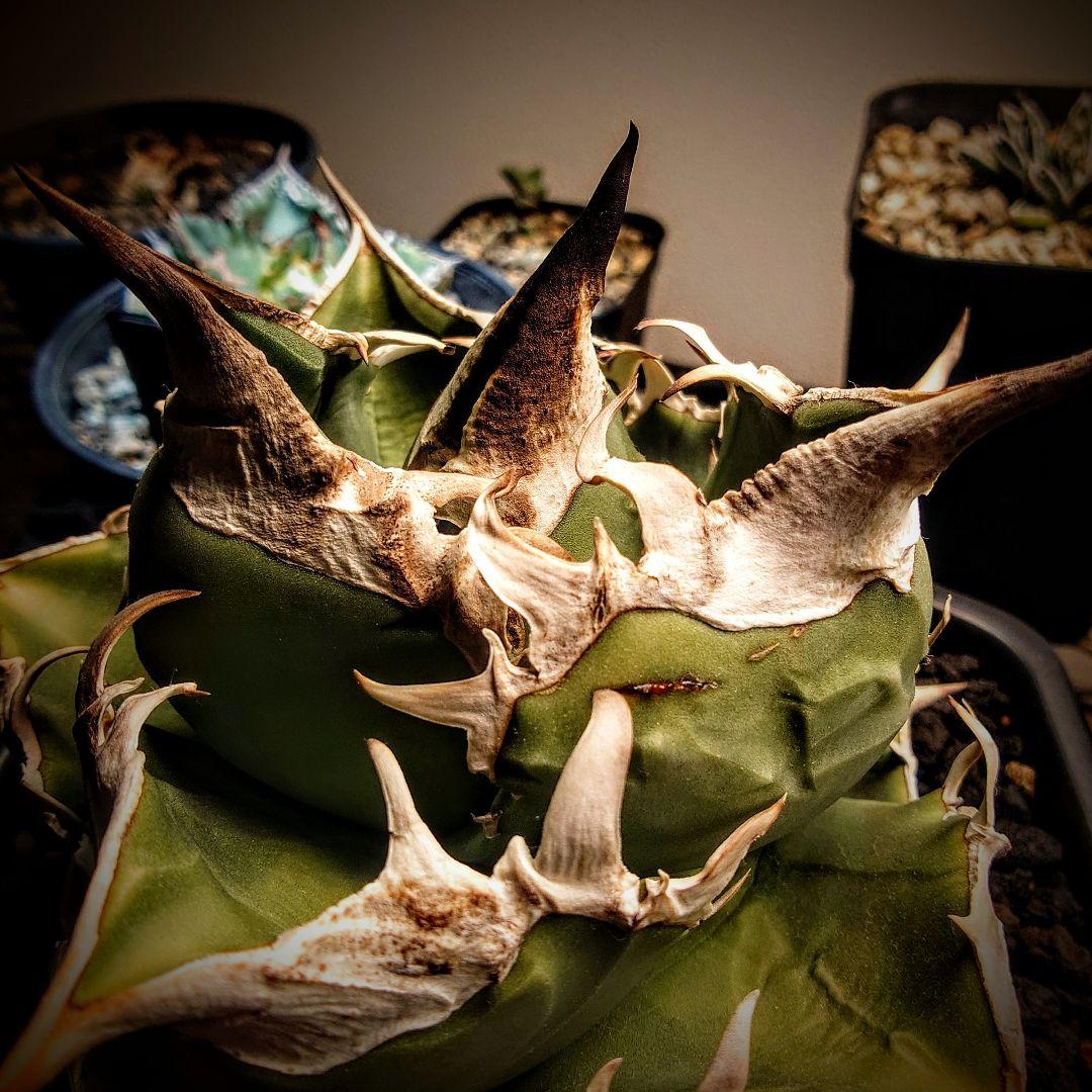 アガベ　チタノタ　SAD 南アフリカダイヤモンド