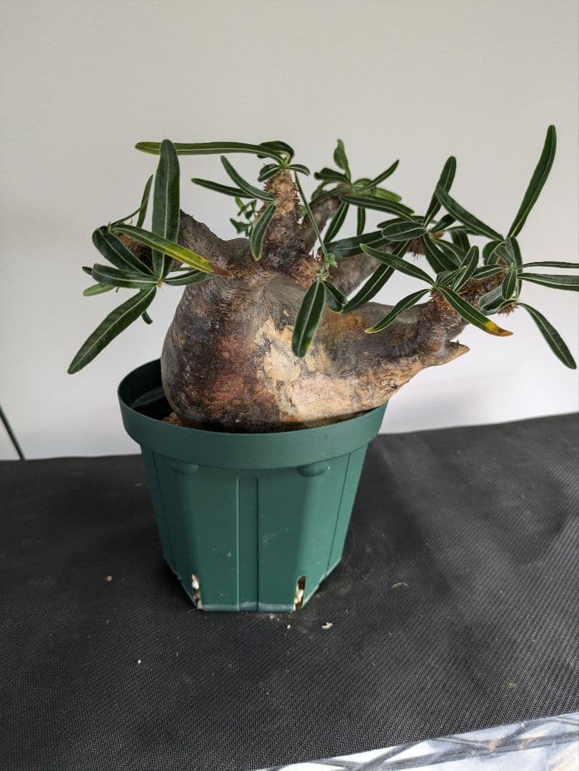 大型　パキポディウム　グラキリス