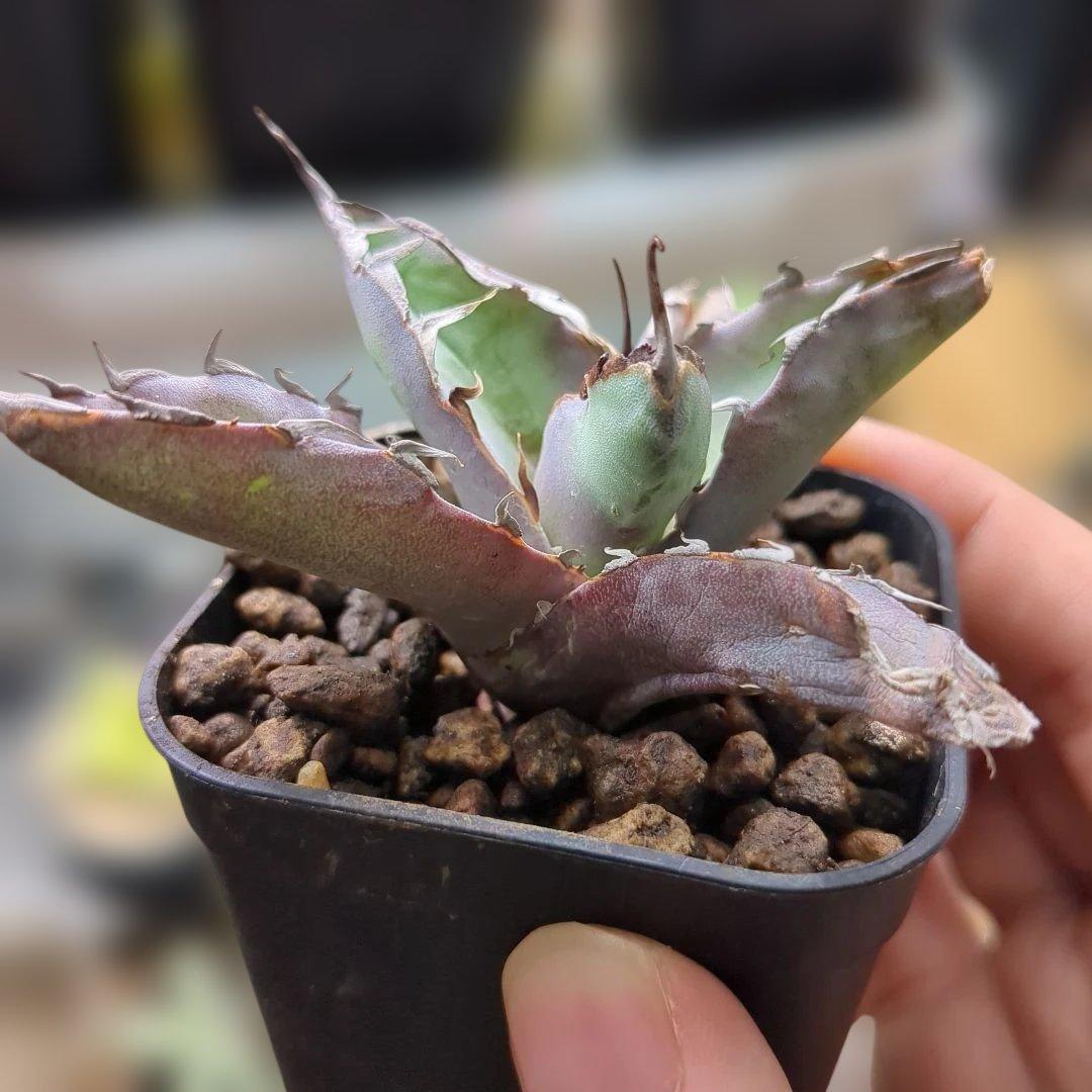 チタノタ　惡魔BB×2 ラクラクメルカリ便に変更