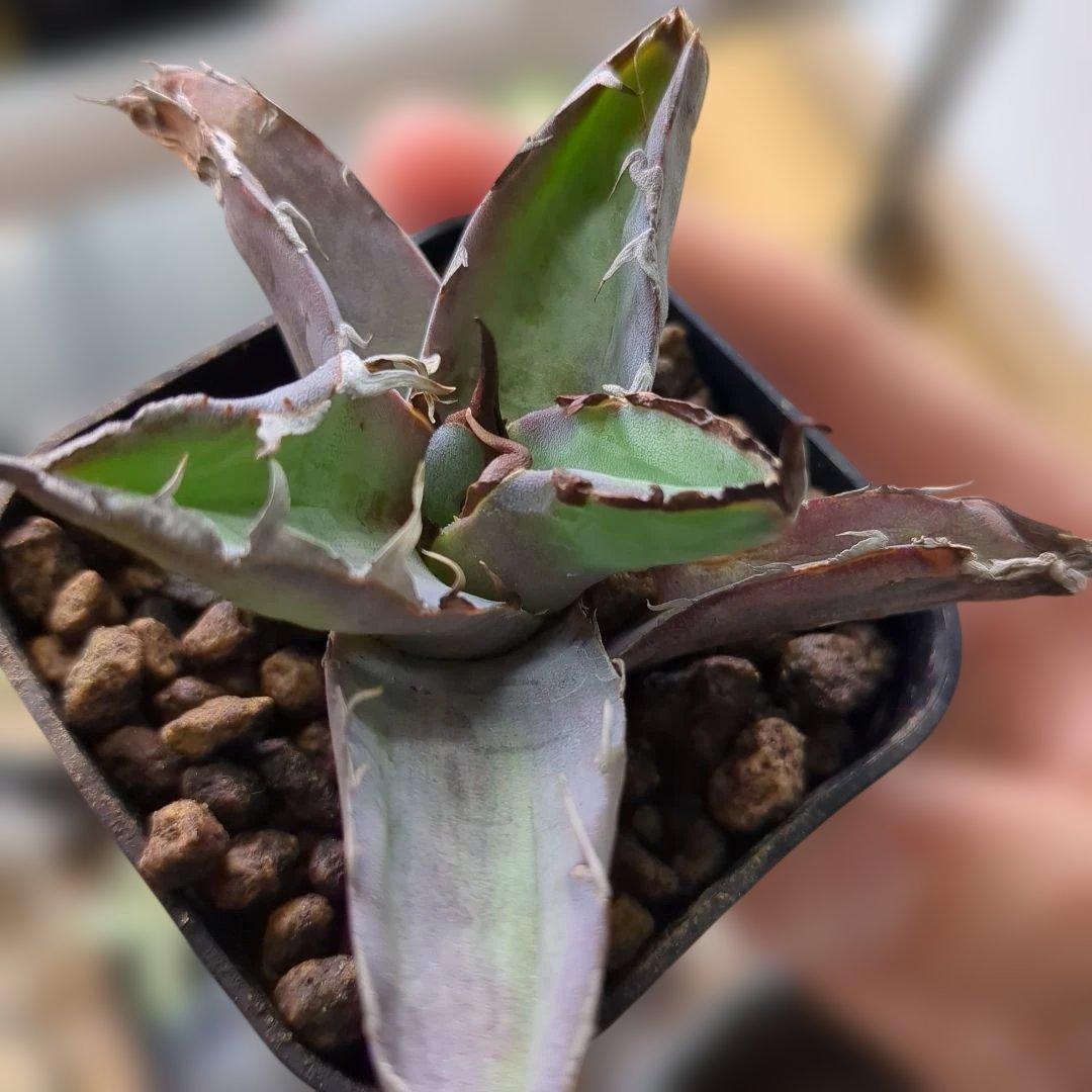 チタノタ　惡魔BB×2 ラクラクメルカリ便に変更