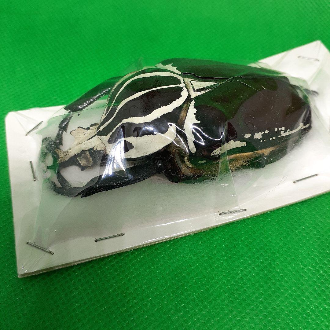 標本 Goliathus goliatus apicalis 75mm CONGO