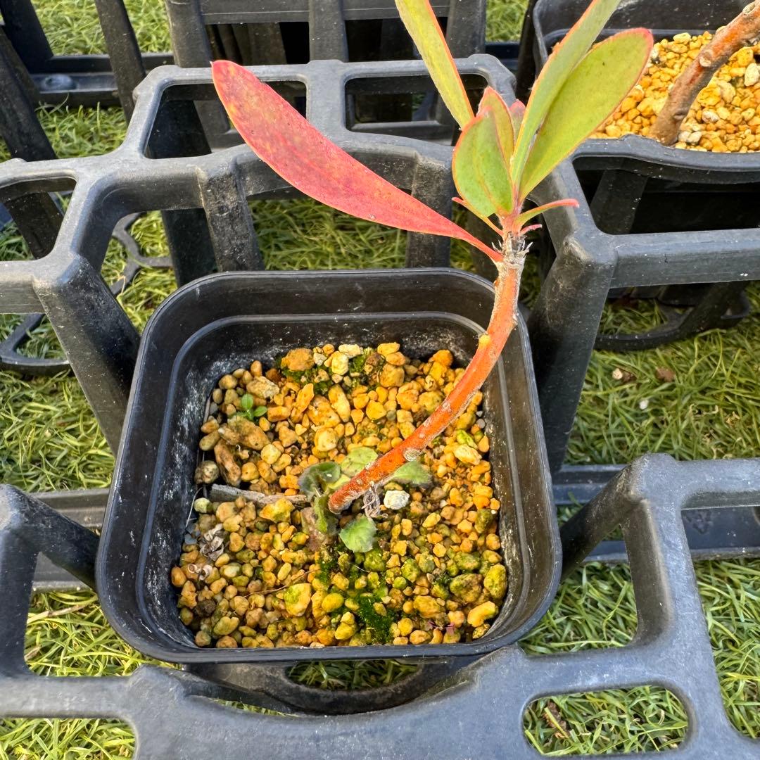 プロテア　スペシャルピンクアイス　or　ピンクアイス　挿木　発根済み　7株セット