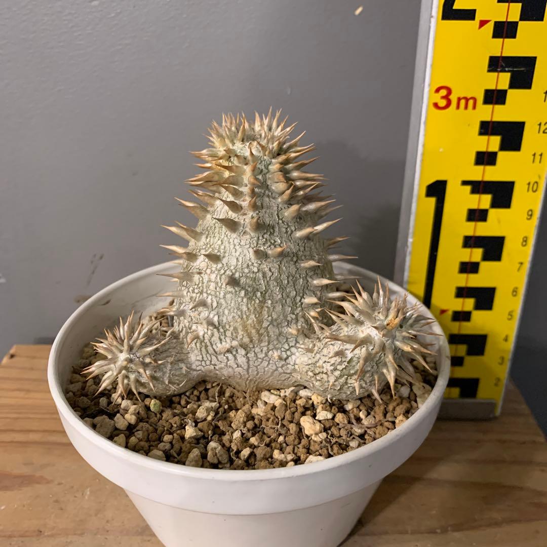 パキポディウム タッキー×レウコキサンツム　ハイブリッド