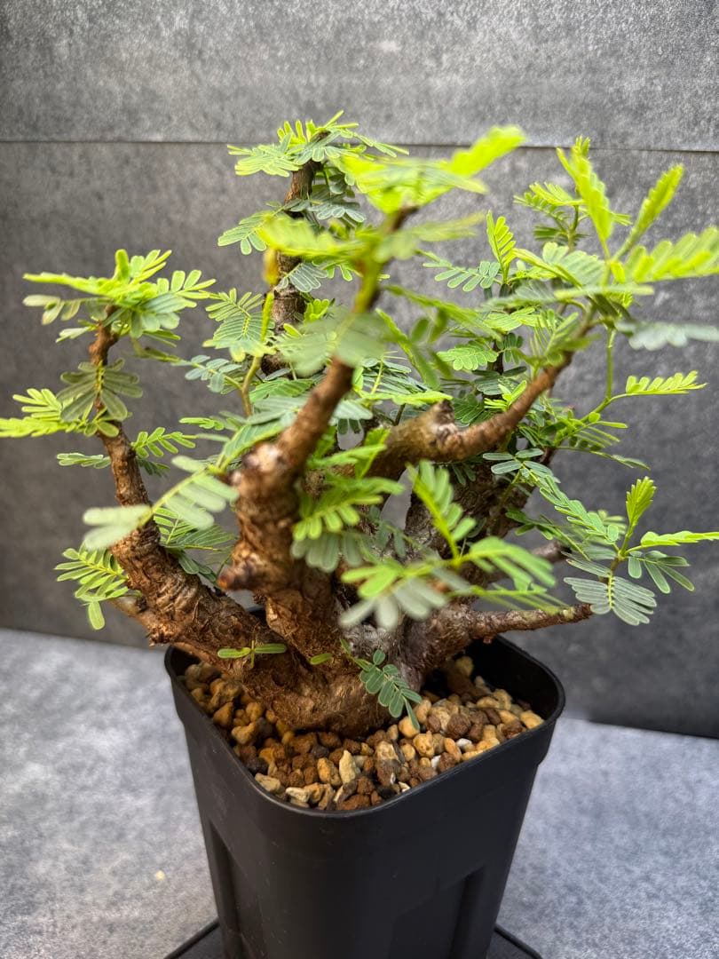 センナ　メリディオナリス　海外実生　発根済み　354