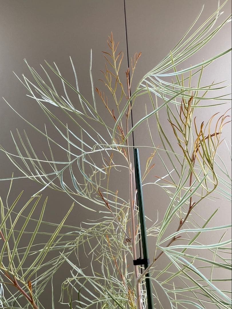 美株　超大株　グレビレア　ハニーワンダー　H約200cm 10号鉢　②