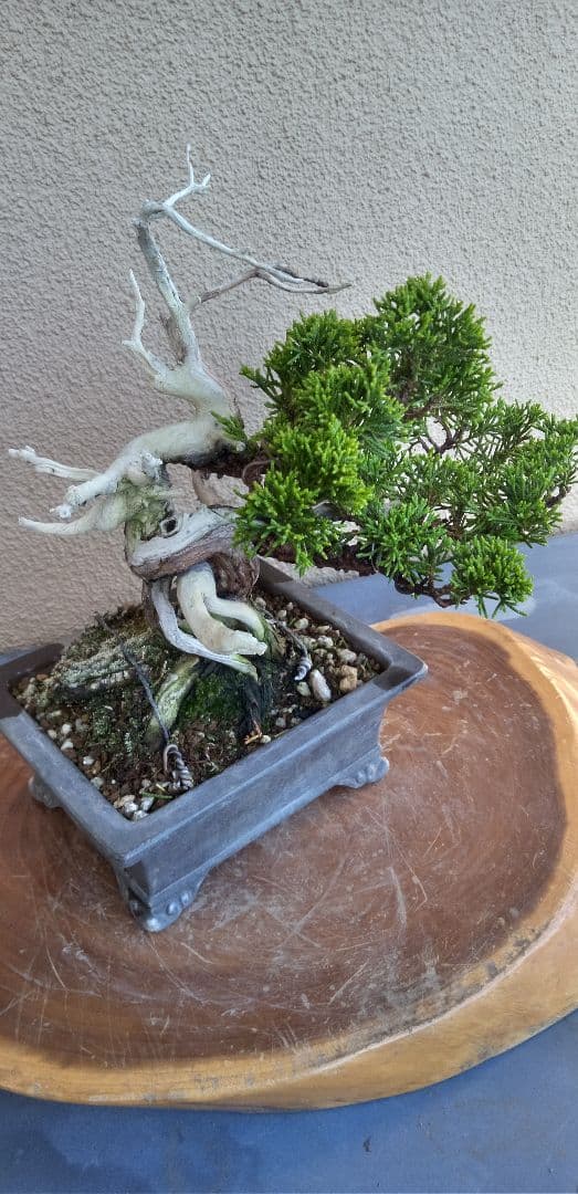 小品盆栽糸魚川真拍