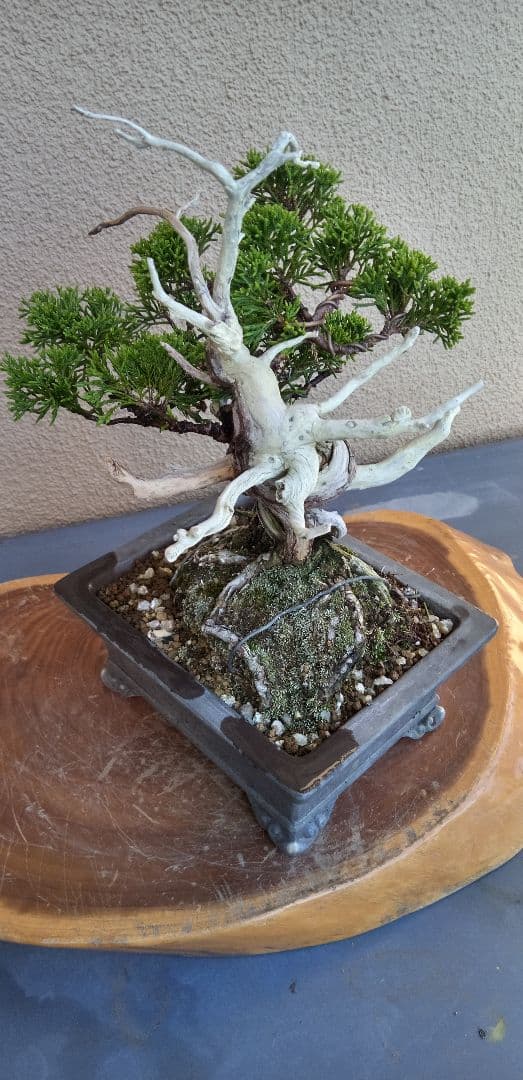 小品盆栽糸魚川真拍