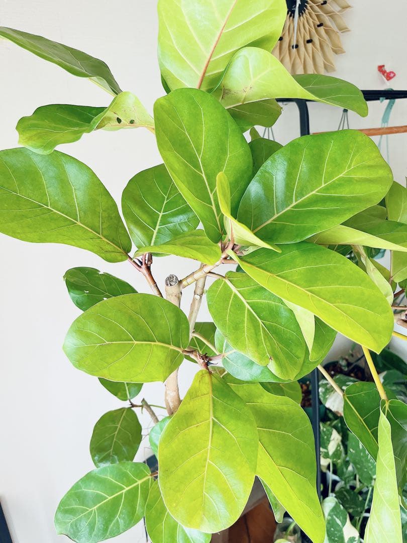 希少 フィカス アフリカンプリンス 幹太 観葉植物 大型 室内 calmcafe