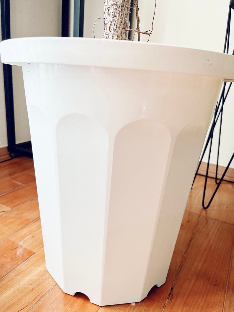 希少 フィカス アフリカンプリンス 幹太 観葉植物 大型 室内 calmcafe