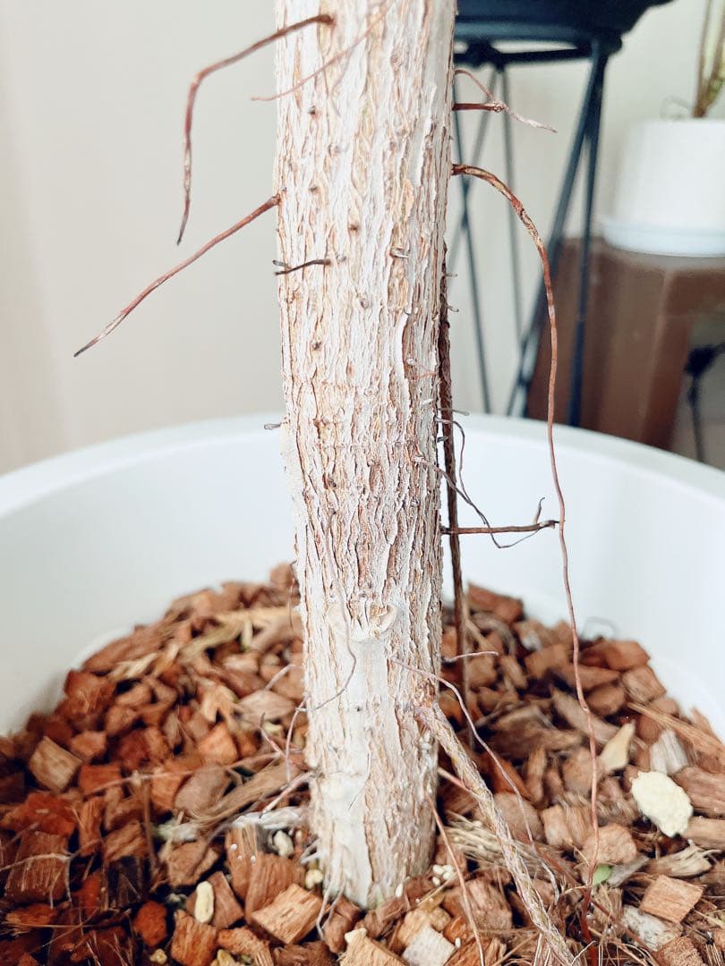 希少 フィカス アフリカンプリンス 幹太 観葉植物 大型 室内 calmcafe