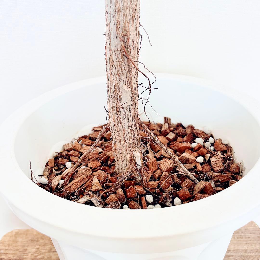 希少 フィカス アフリカンプリンス 幹太 観葉植物 大型 室内 calmcafe