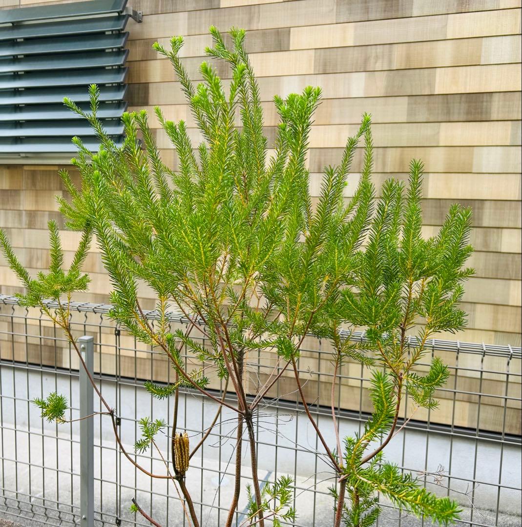 【引き取り限定】ヒースバンクシア　エリシフォリア　特大株