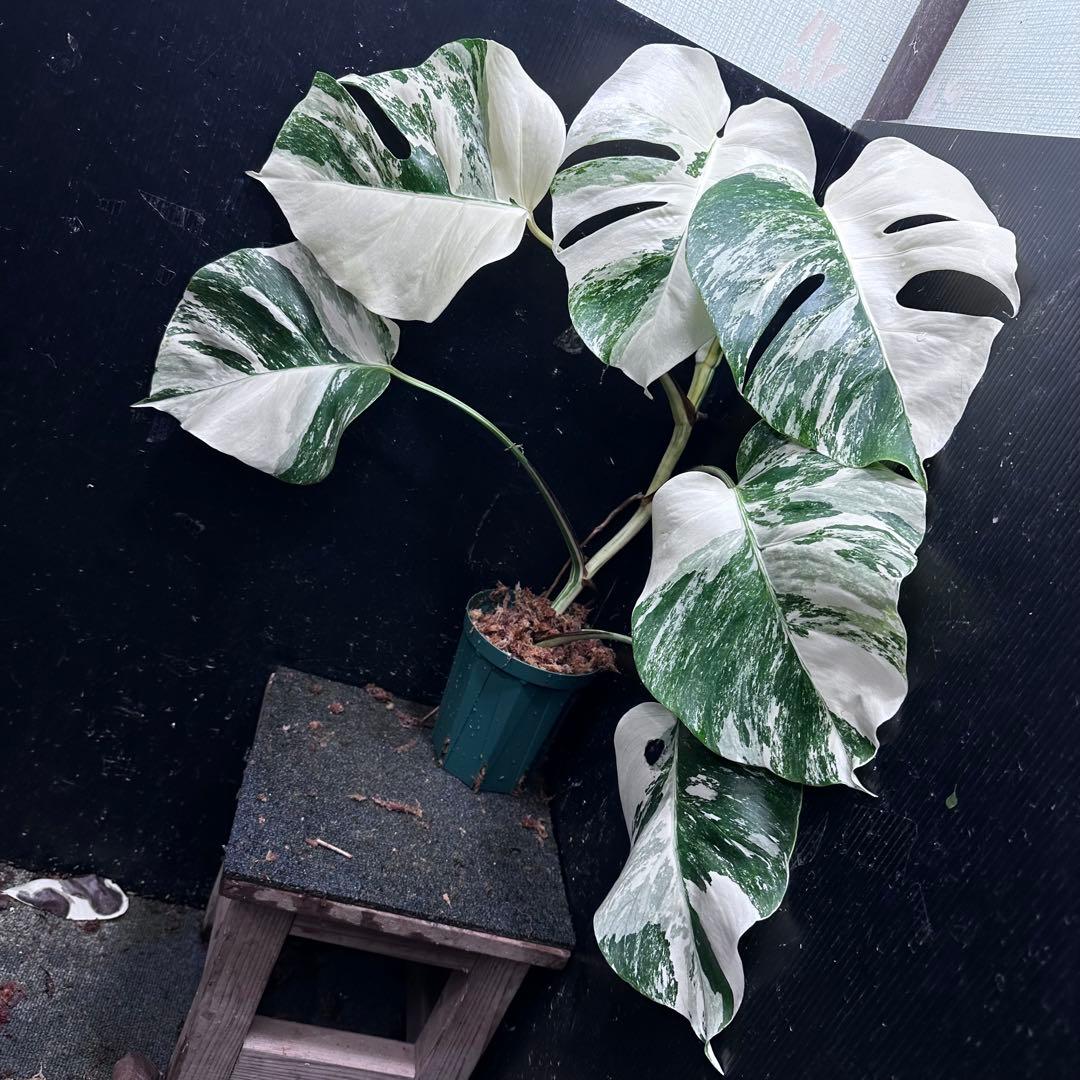 r*i様 斑入りモンステラ ホワイトタイガー極美大株65cm白斑多