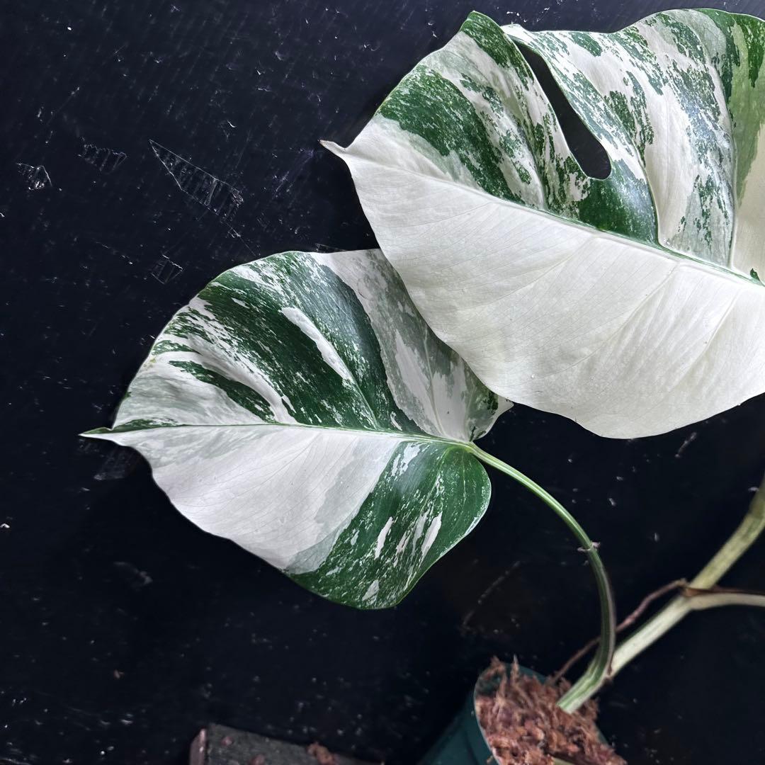 r*i様 斑入りモンステラ ホワイトタイガー極美大株65cm白斑多