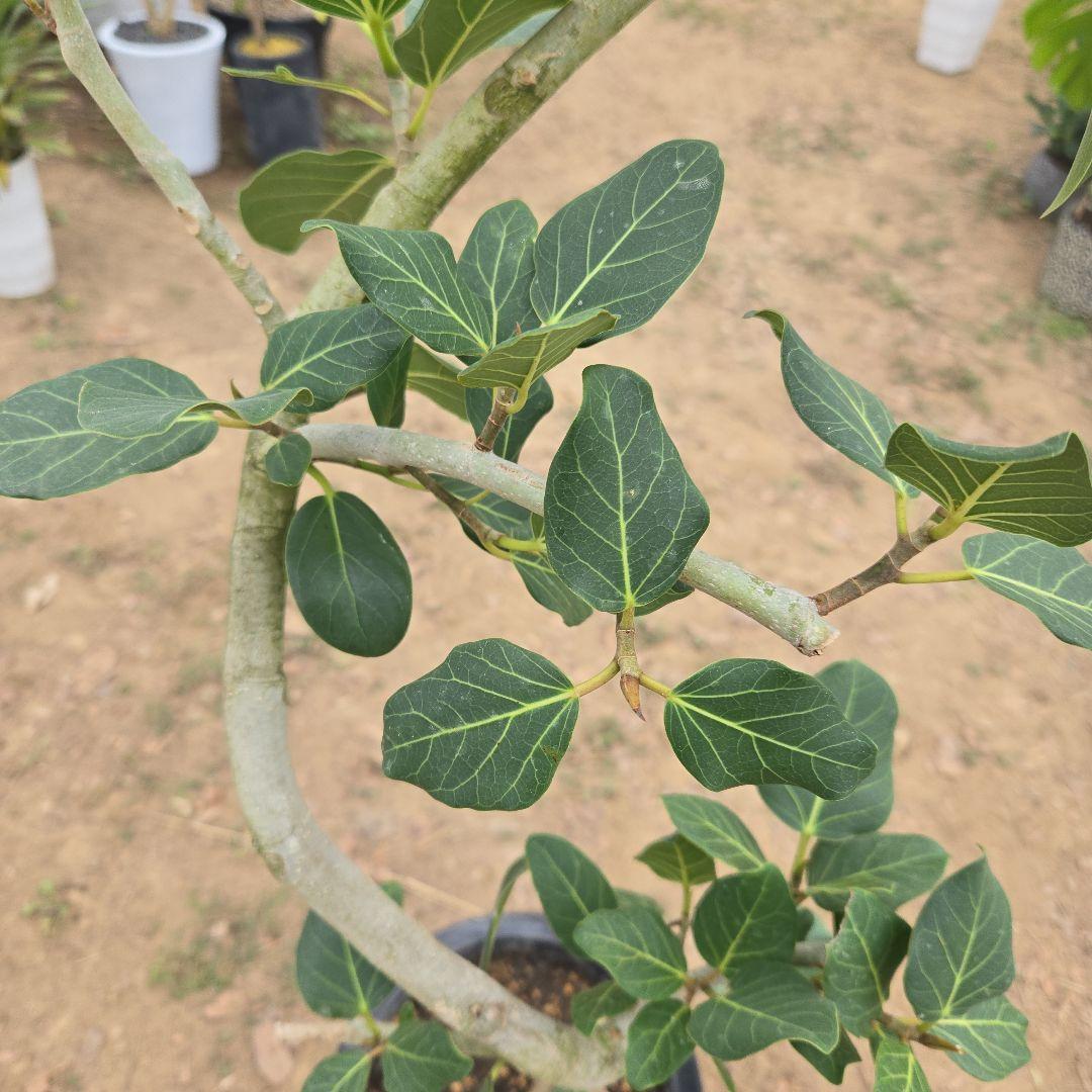 ⑭　フィカス　ベンガレンシ　曲がり仕立て「螺旋」8号　特大苗木最高等級極上品‼️