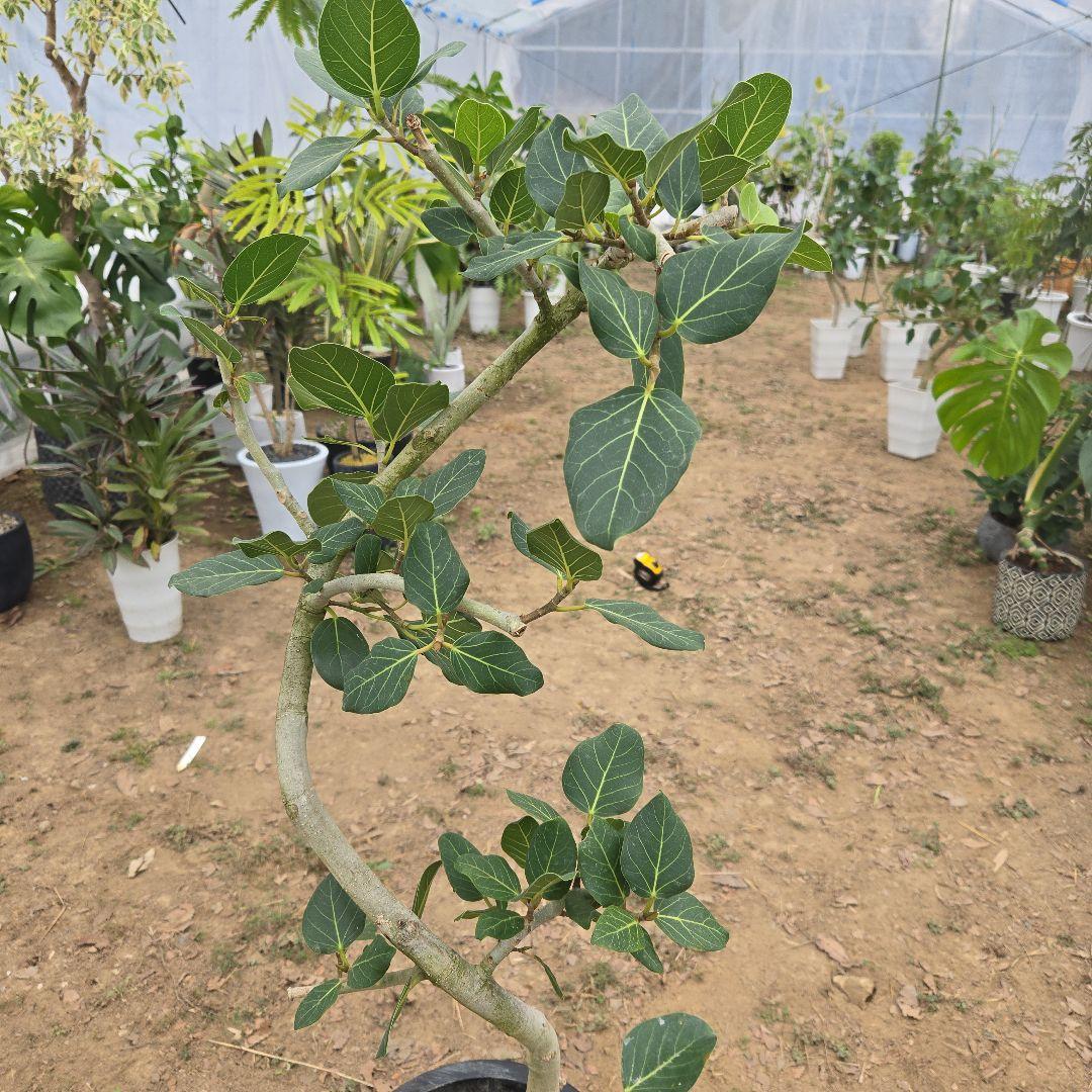 ⑭　フィカス　ベンガレンシ　曲がり仕立て「螺旋」8号　特大苗木最高等級極上品‼️