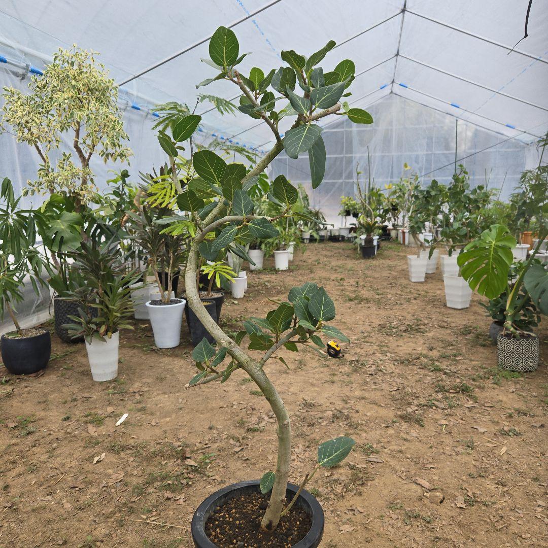 ⑭　フィカス　ベンガレンシ　曲がり仕立て「螺旋」8号　特大苗木最高等級極上品‼️