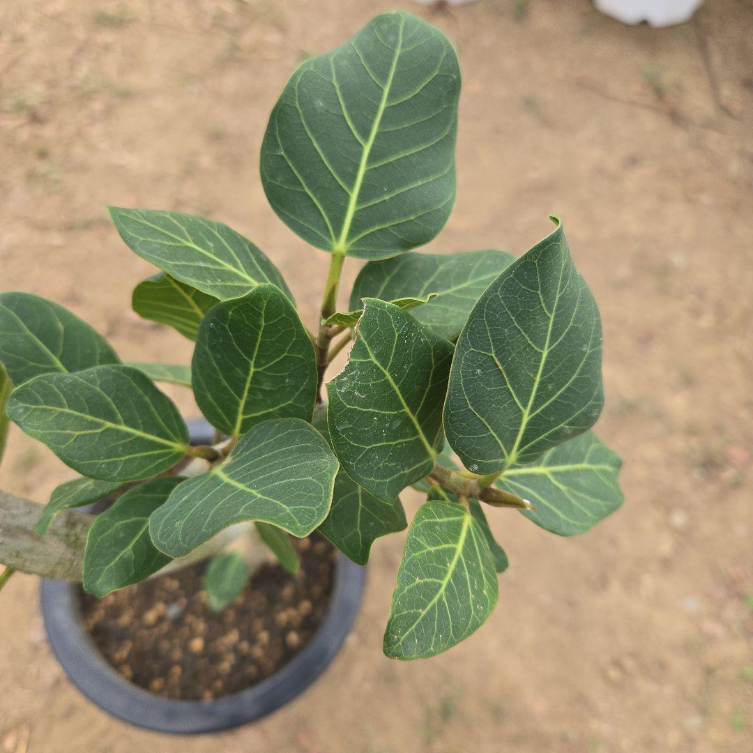 ⑭　フィカス　ベンガレンシ　曲がり仕立て「螺旋」8号　特大苗木最高等級極上品‼️