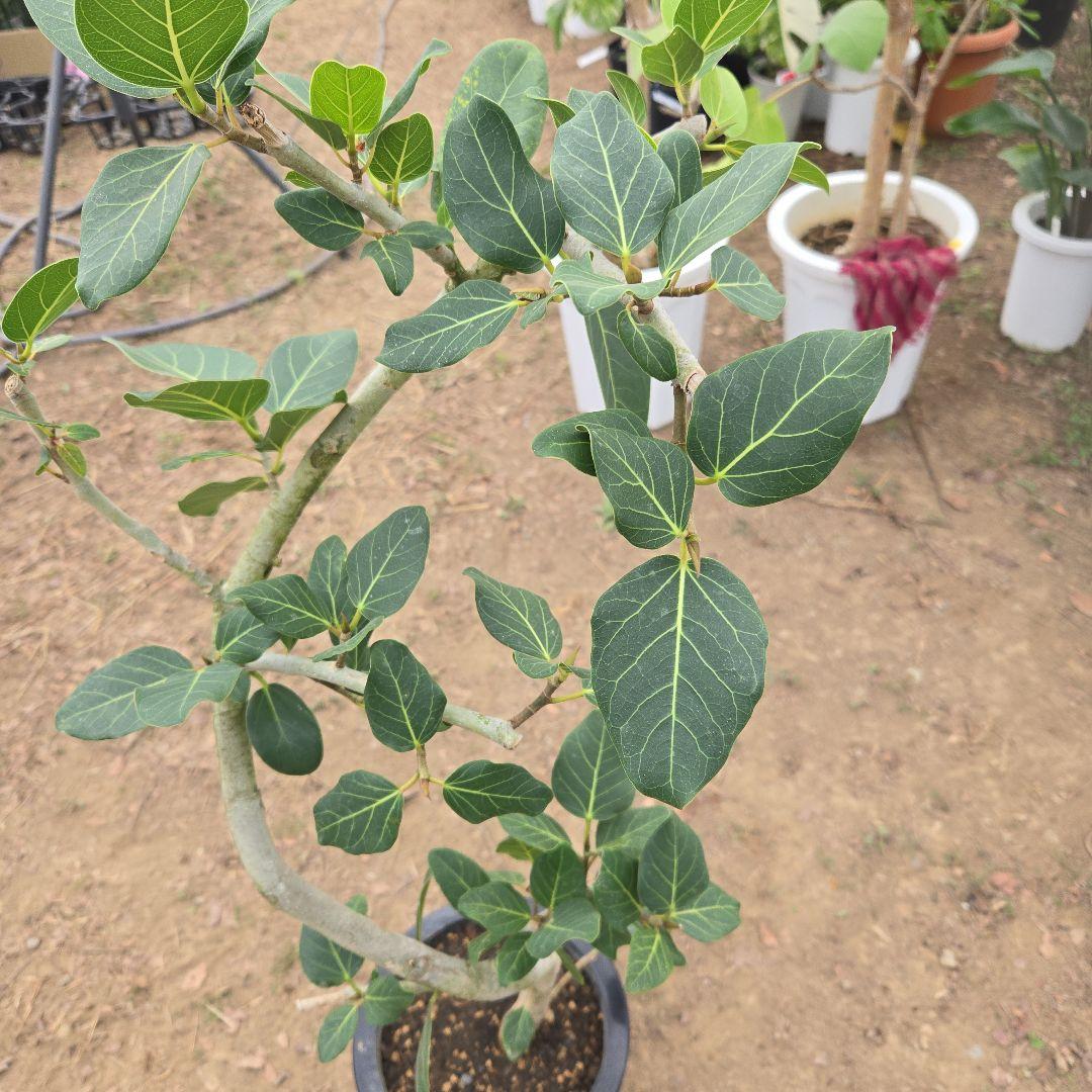 ⑭　フィカス　ベンガレンシ　曲がり仕立て「螺旋」8号　特大苗木最高等級極上品‼️