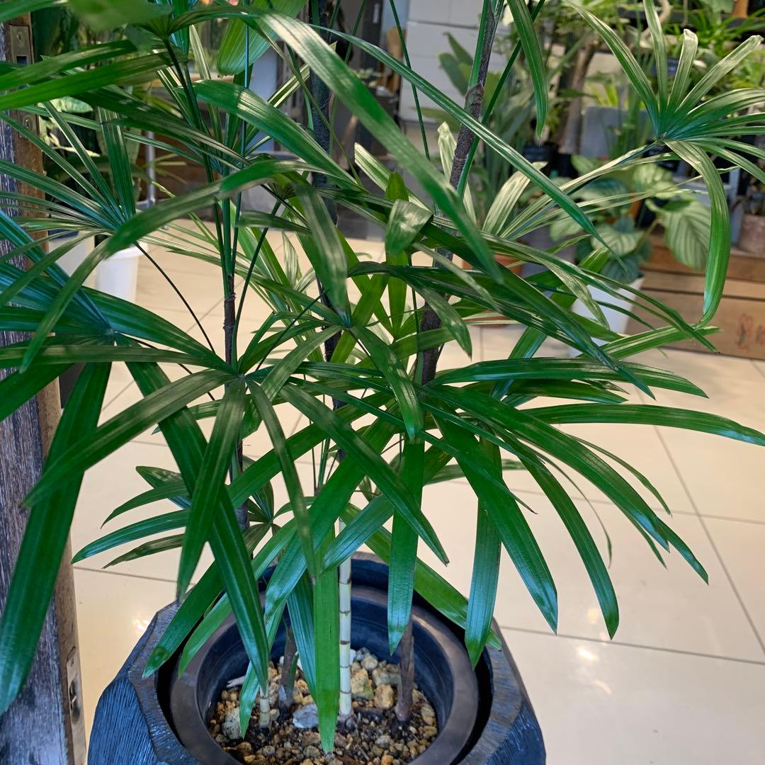 シュロチク 棕櫚竹 ファイバー鉢 お皿付き