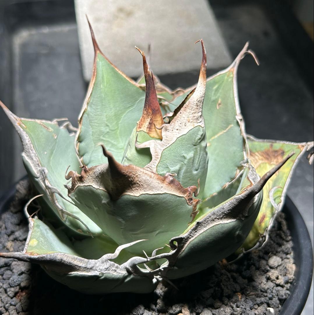 Agave oaxaca oteroi wild ブルー肌 バンド厚め
