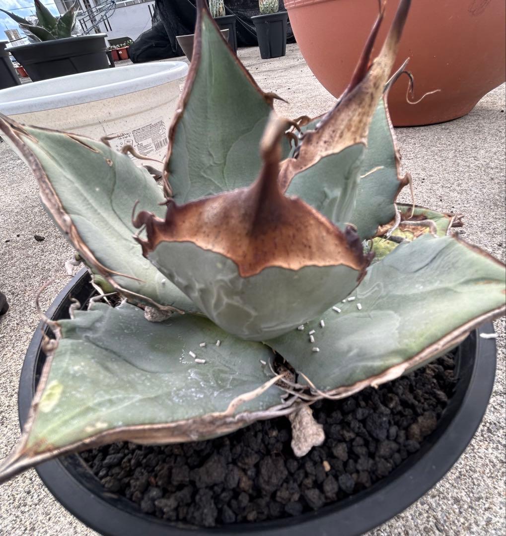 Agave oaxaca oteroi wild ブルー肌 バンド厚め