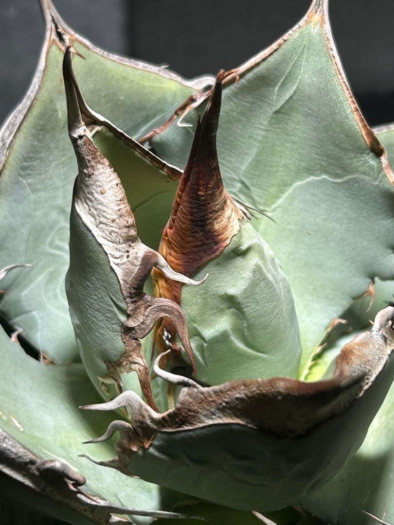 Agave oaxaca oteroi wild ブルー肌 バンド厚め