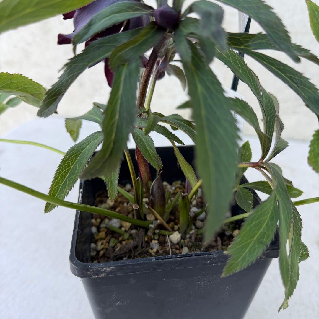 クリスマスローズ　ヘックス　ウィンターシンフォニー