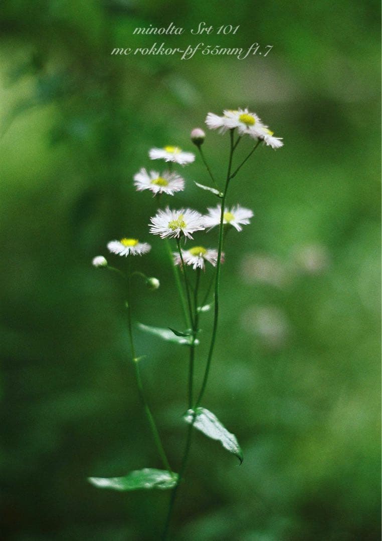 minolta srt101 ★美品＊完動品★緑のロッコール★作例多数＊保証付