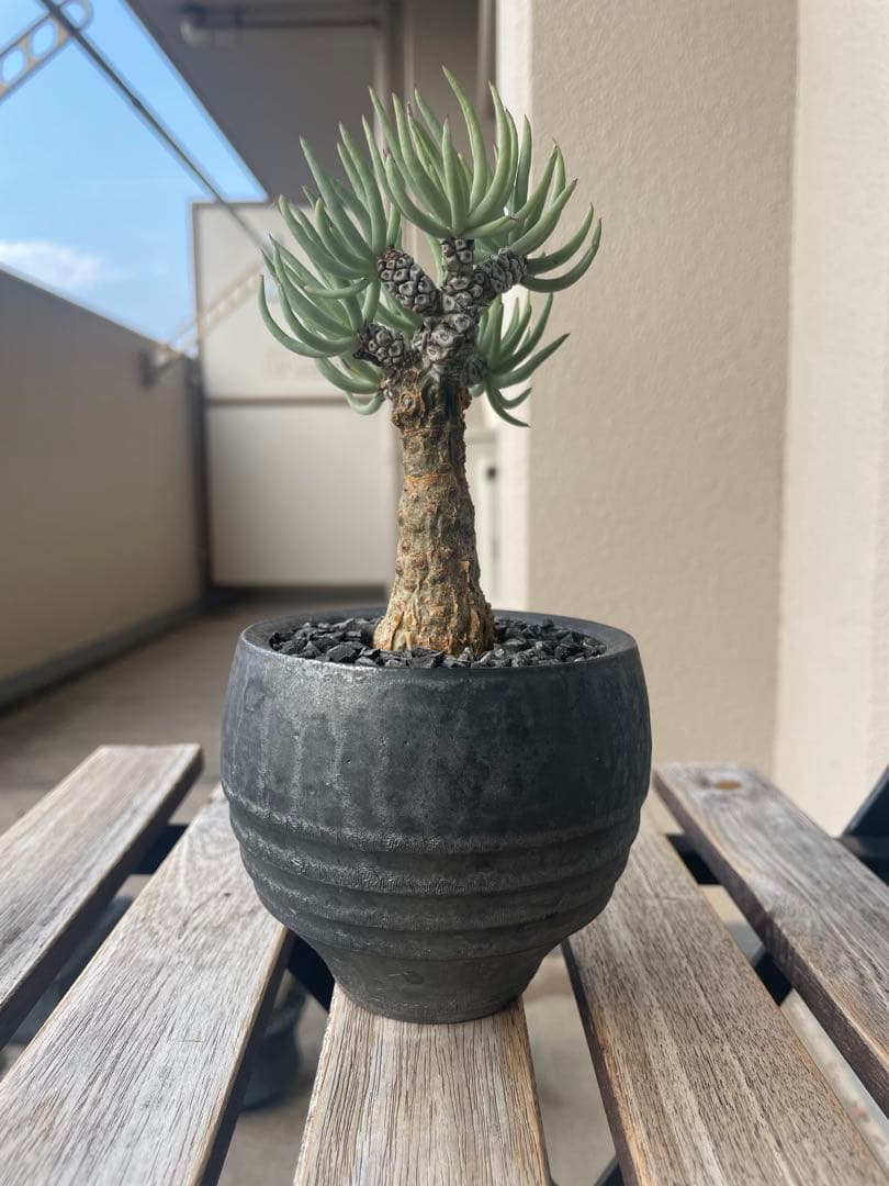 即日発送　チレコドン　ペアルソニー　実生　田中元将　作家鉢セット　3寸　冬型塊根