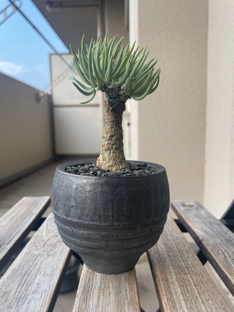 即日発送　チレコドン　ペアルソニー　実生　田中元将　作家鉢セット　3寸　冬型塊根