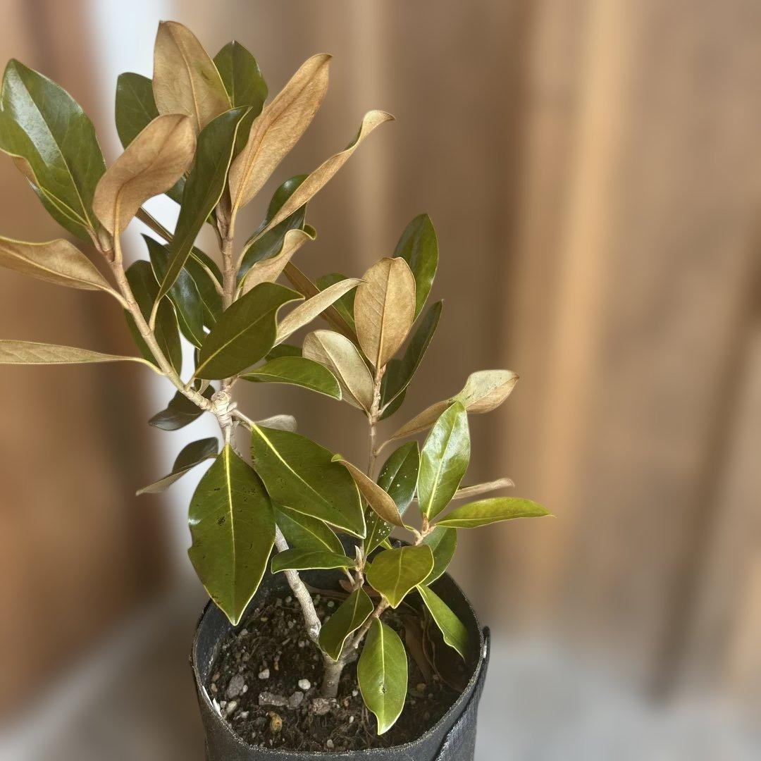 宝*箱様 常緑樹　リトルジェム