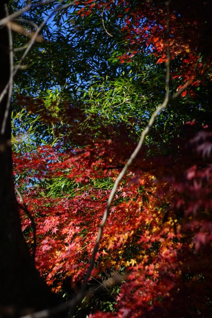 【美品】 リコー RICOH XR RIKENON 50mm F2 初期型