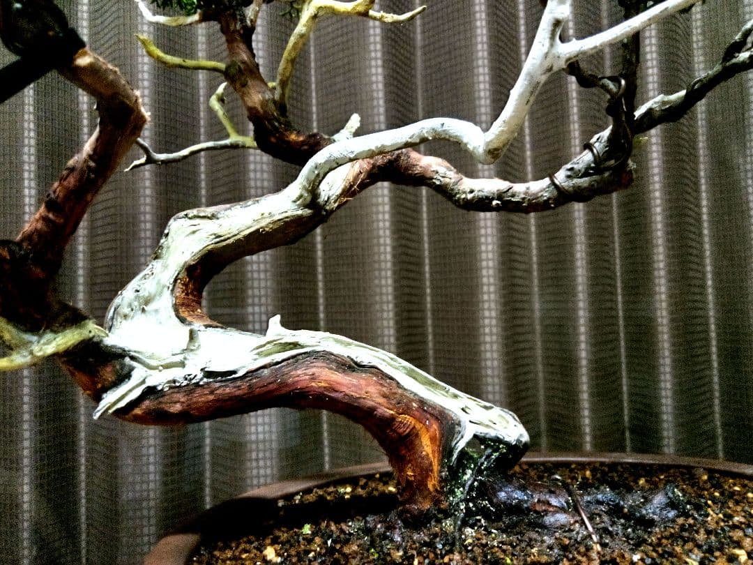 【中品　糸魚川真柏盆栽】　　　山採りじゃないの❓セール ★あきちゃん様…専用★