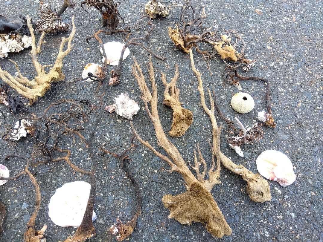 アクアリウム　インテリア　ウミウチワ　工作　造形　天然素材　塩抜き　海からの贈物