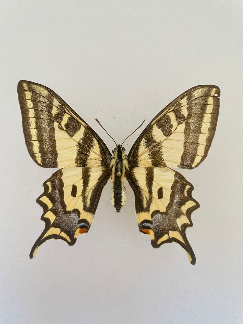 パピリオ・アレクサノール（1オス、フランス/アルプス産）